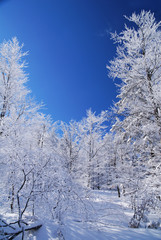 Winter Forest