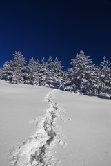 Winter Path