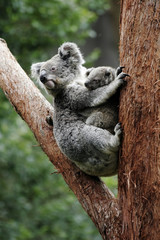 Mère et bébé ours koala