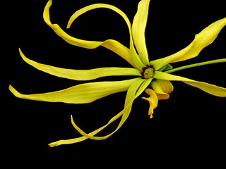 fleur à parfum d'ylang-ylang