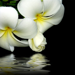 fleurs blanches de frangipanier sur un fond noir