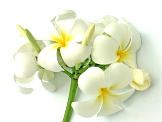 bouquet de fleurs blanches de frangipaniers