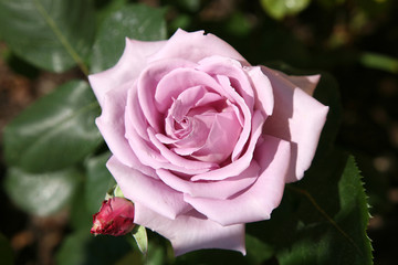 Pink rose.