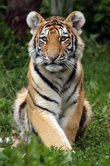 Fototapeta na wymiar Amur Tiger Cub