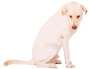 Obraz na płótnie Canvas Isolated Nervous Male Labrador