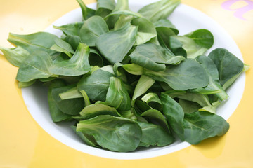 feldsalat