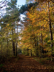 Obraz premium Herbst