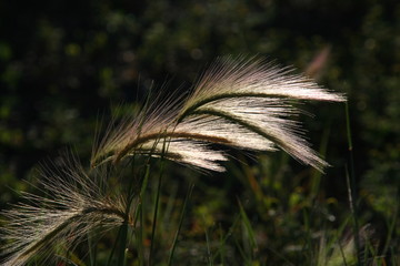 Gräser im Gegenlicht - Kanada