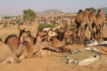 Camels for Sale at the Pushkar Fair