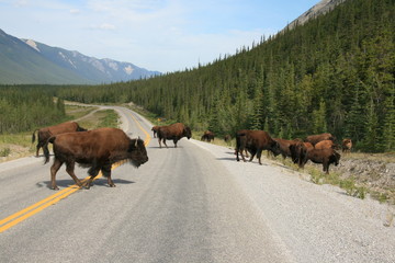 Wildwechsel auf dem Alaska Highway, BC - Kanada