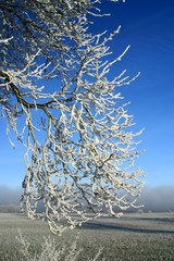 natur
