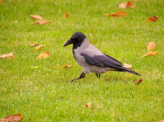 A hooded crow walking in the grass