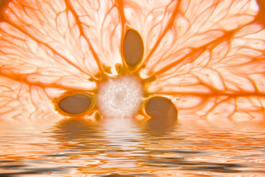 081121 Grapefruit