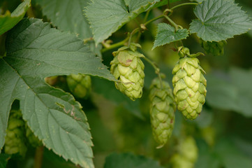 3 Hopfenblüten nah