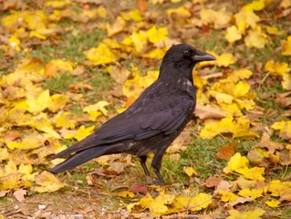 A crow in autumn