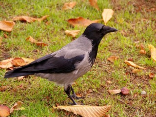 Hooded crow