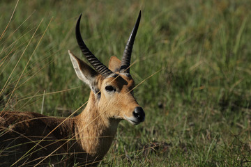 Portrait eines Roten Lechwe (Kobus leche leche)
