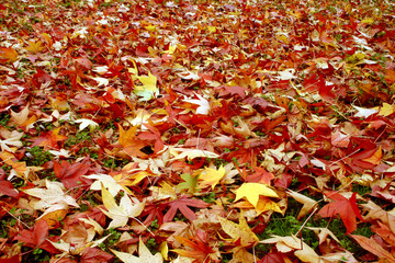 tapis de feuilles bis