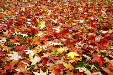 tapis de feuilles bis