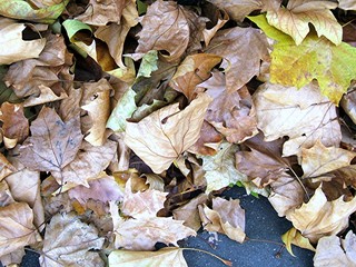 Feuilles mortes
