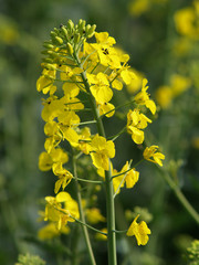 Rapsblüte