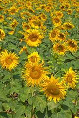 Sunflower field a beautiful summer day