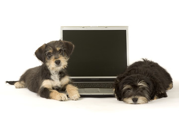 Two cute puppies brothers and a laptop