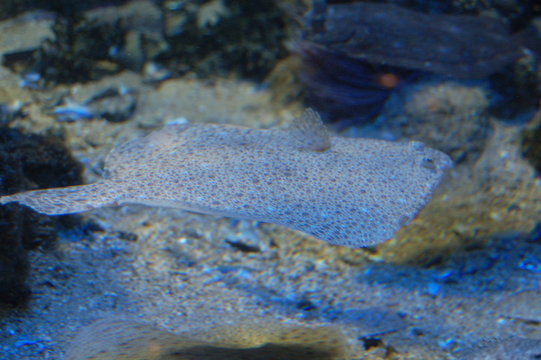 poisson plat