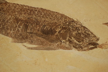 fossile marin