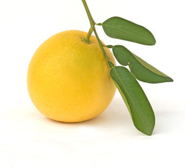 Orange isolated on white background