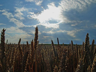 Weizenfeld
