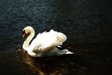 Fototapeta premium White Swan