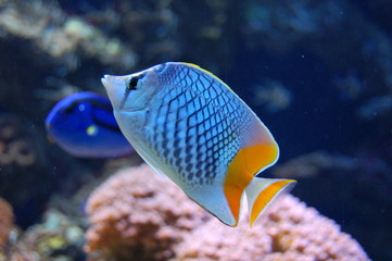 mer tropicale