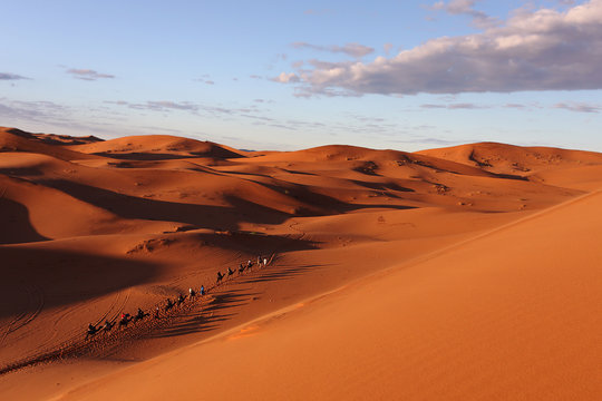 Caravane de dromadaires dans l'Erg Chebbi (Maroc)