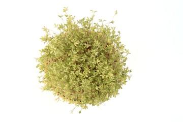 Fresh, healthy green crees over white background.