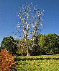 Obraz premium Château de Nieul, Limoges, Limousin