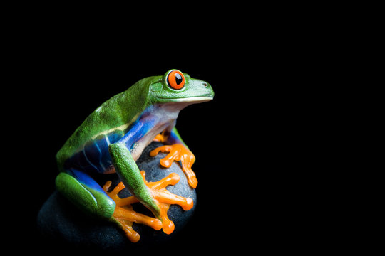 Frog On A Rock Isolated On Black