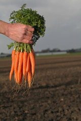 carrots