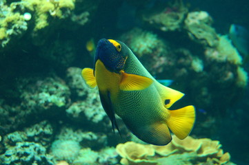 Fototapeta na wymiar poisson tropical