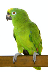 Amazon parrot © Alexey Stiop