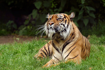 Fototapeta na wymiar Tygrys bengalski z Indii Panthera tigris tigris