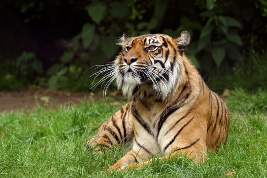 Bengal tiger from India panthera tigris tigris