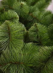 Green pine background without decoration.