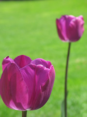 purple tulip and green grass