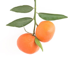 Two tangerines isolated on white background