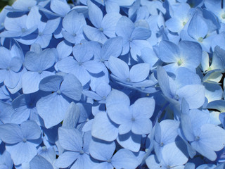 blue hydrangea close-up