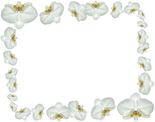 cadre avec des fleurs blanches d'orchidées