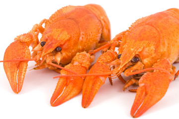 boiled crayfish