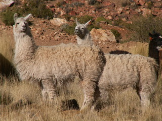 Obraz premium KONICA MINOLTA DIGITAL CAMERA