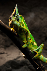 Chamäleon auf Ast